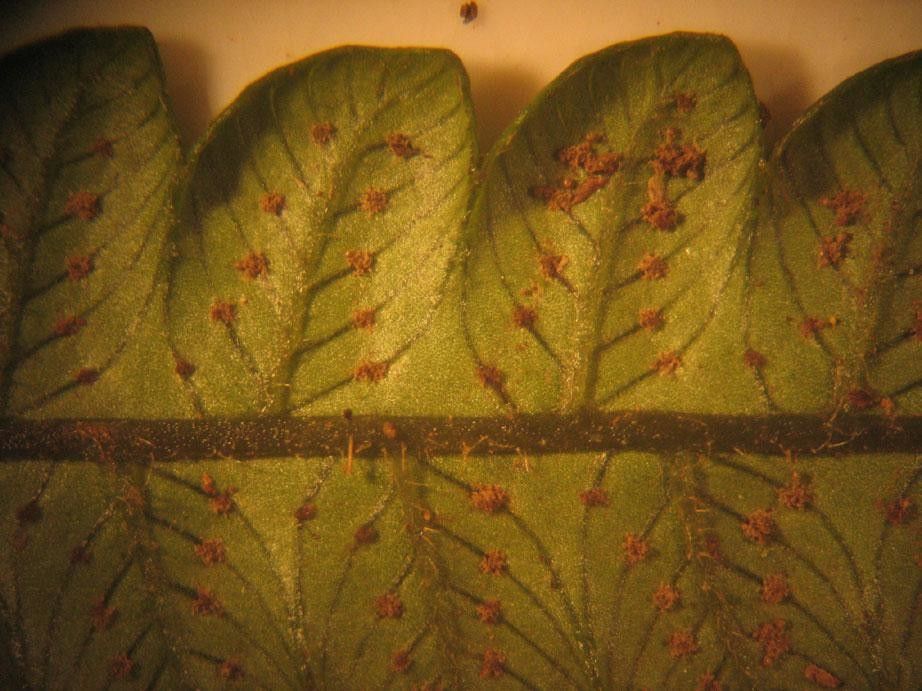 Thelypteris francoana — search result for 'Thelypteris'