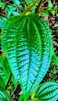 Miconia australis leaf