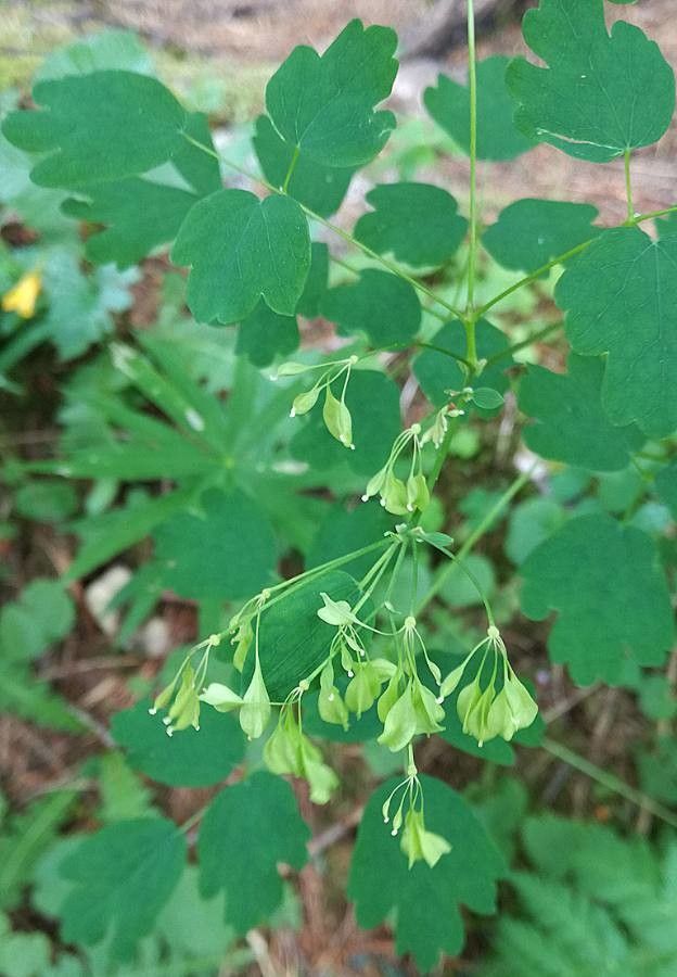 Thalictrum alpinum fruit