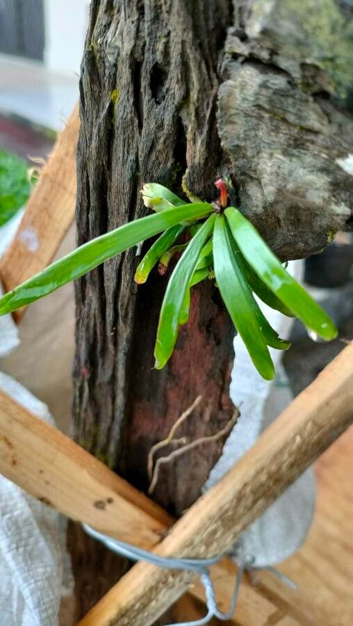 Vittaria ensiformis — related species from the same genus