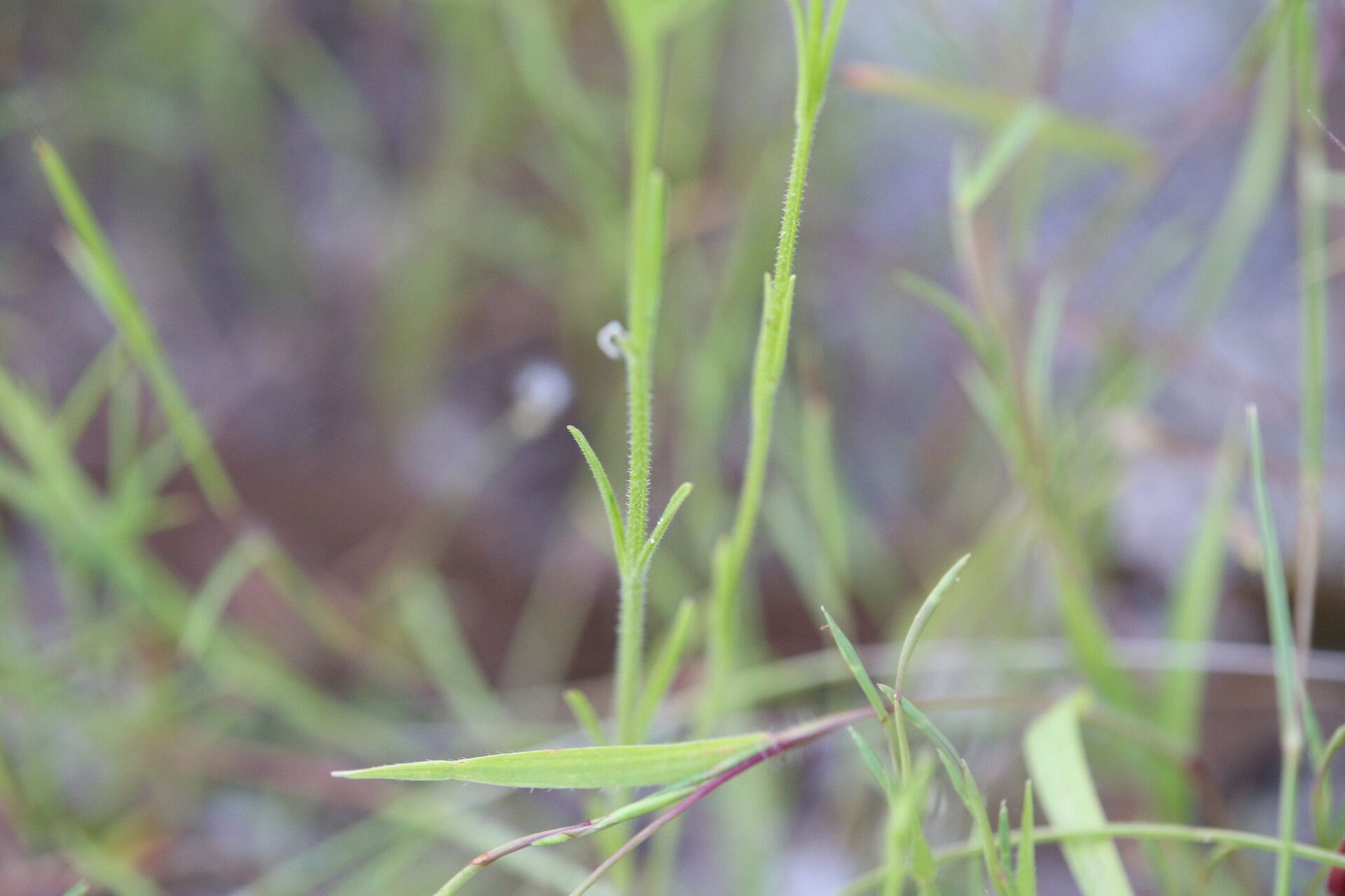 Striga parviflora habit