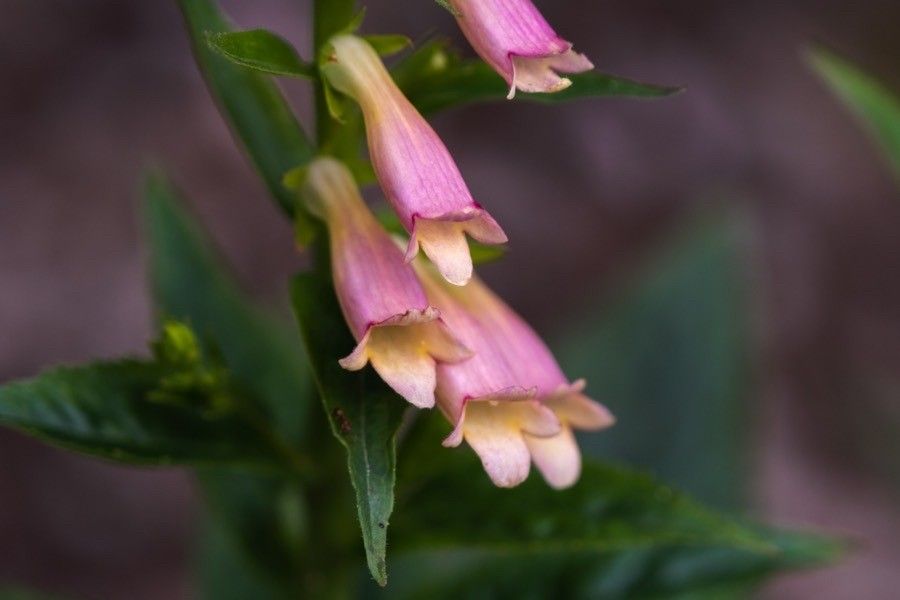 Digitalis × fucata — search result for 'Digitalis'