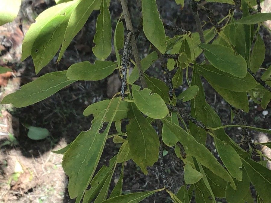 Forestiera pubescens — houseplant care guide