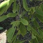 Forestiera pubescens