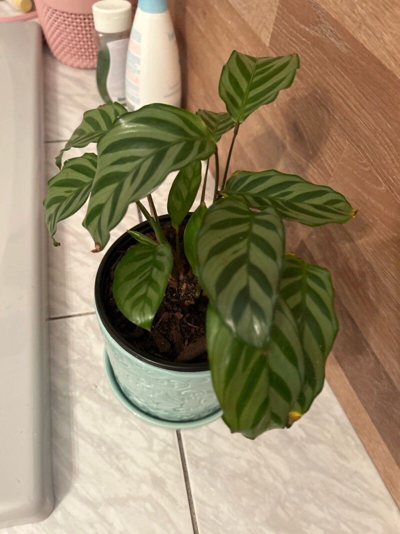 Goeppertia concinna flower