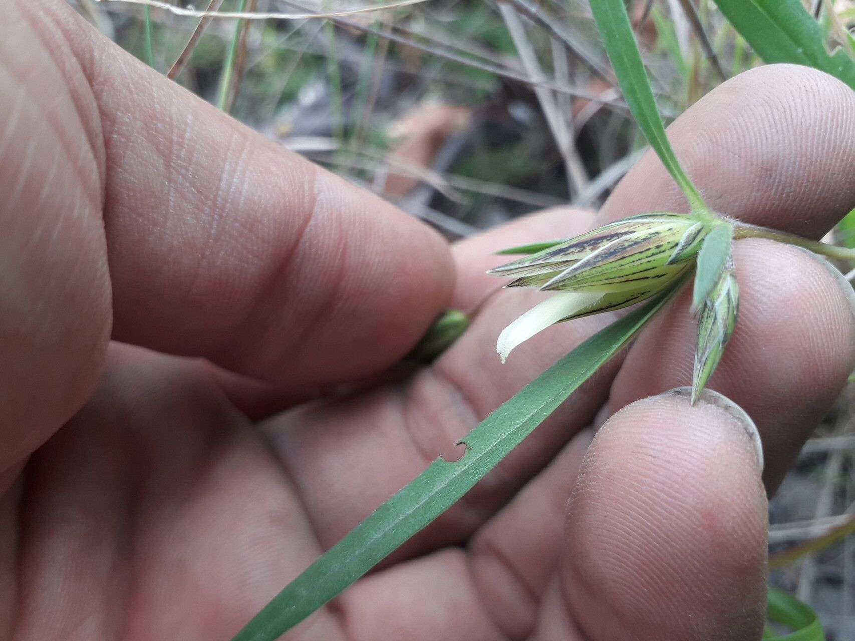 Blepharis glumacea flower