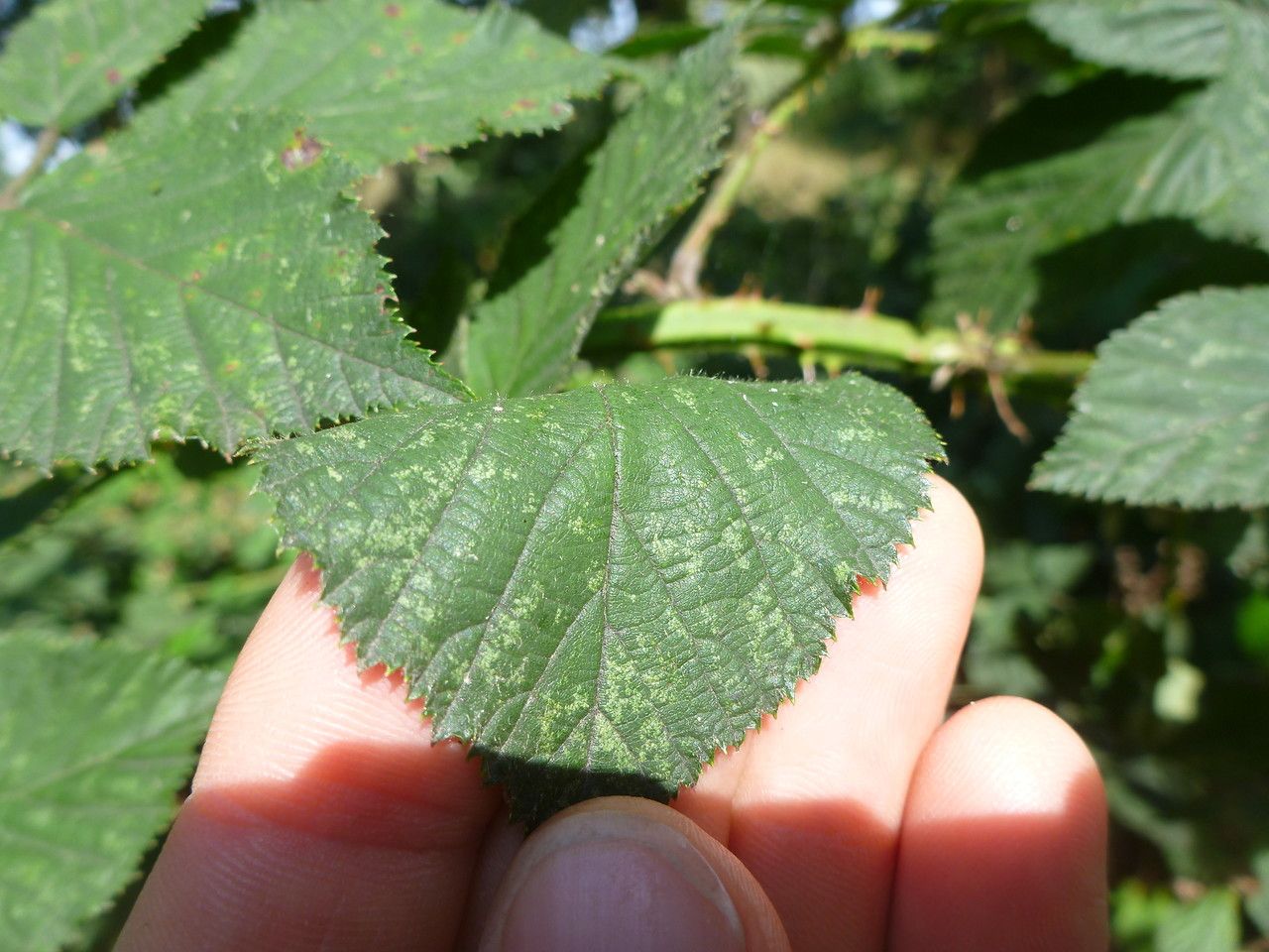 Rubus adspersus leaf