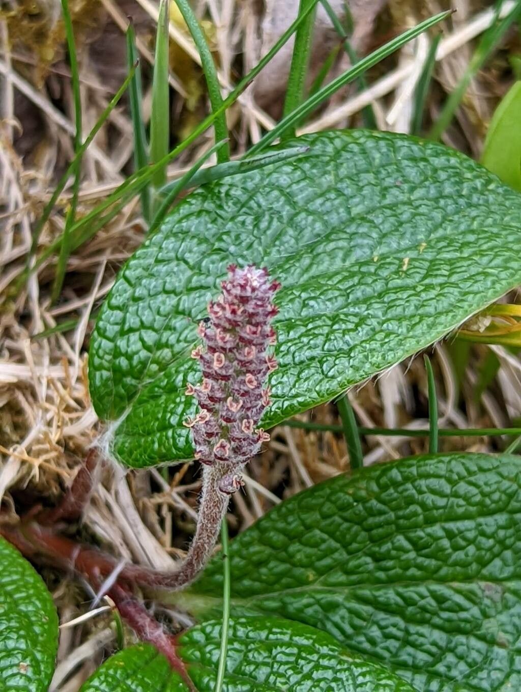 Salix reticulata flower