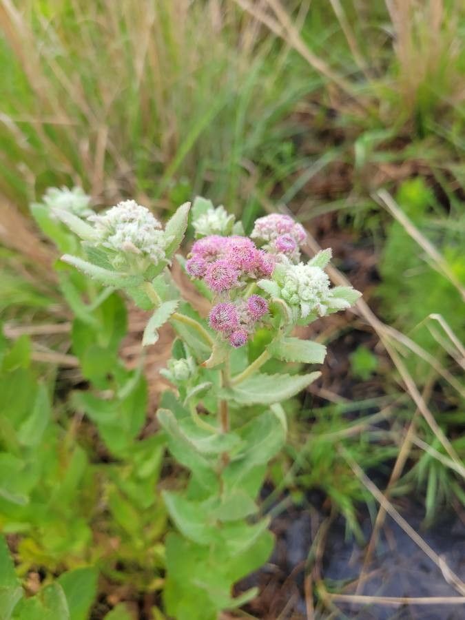 Pluchea baccharis — related species from the same genus
