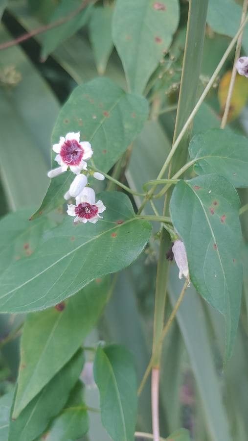 Paederia foetida flower