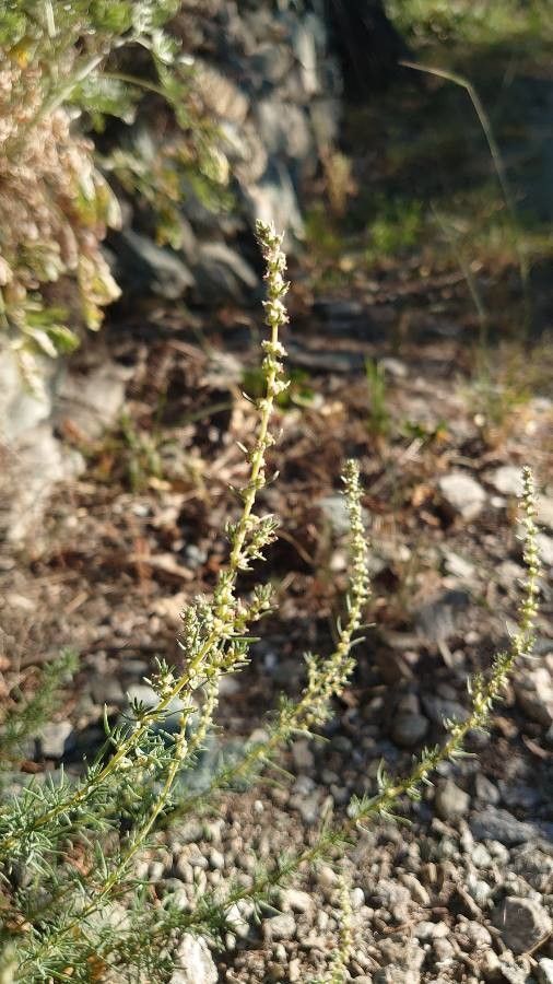 Bassia prostrata flower