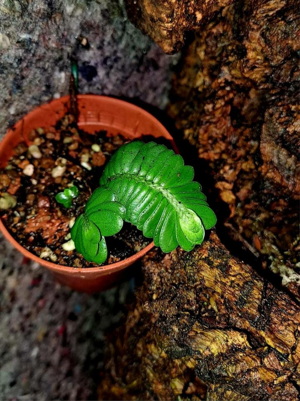 Elatostema salvinioides — houseplant care guide