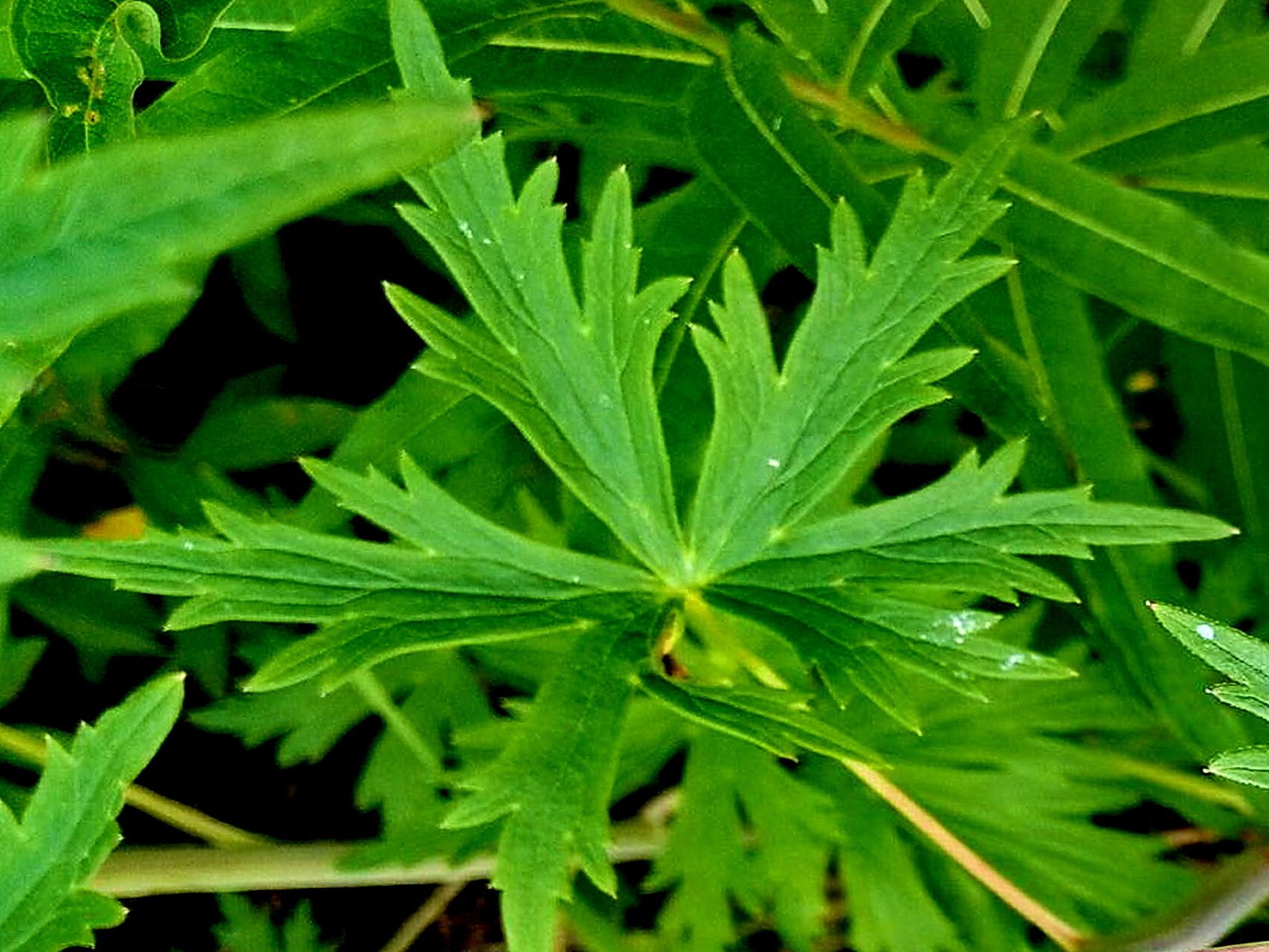 Delphinium glaucum — search result for 'Delphinium'