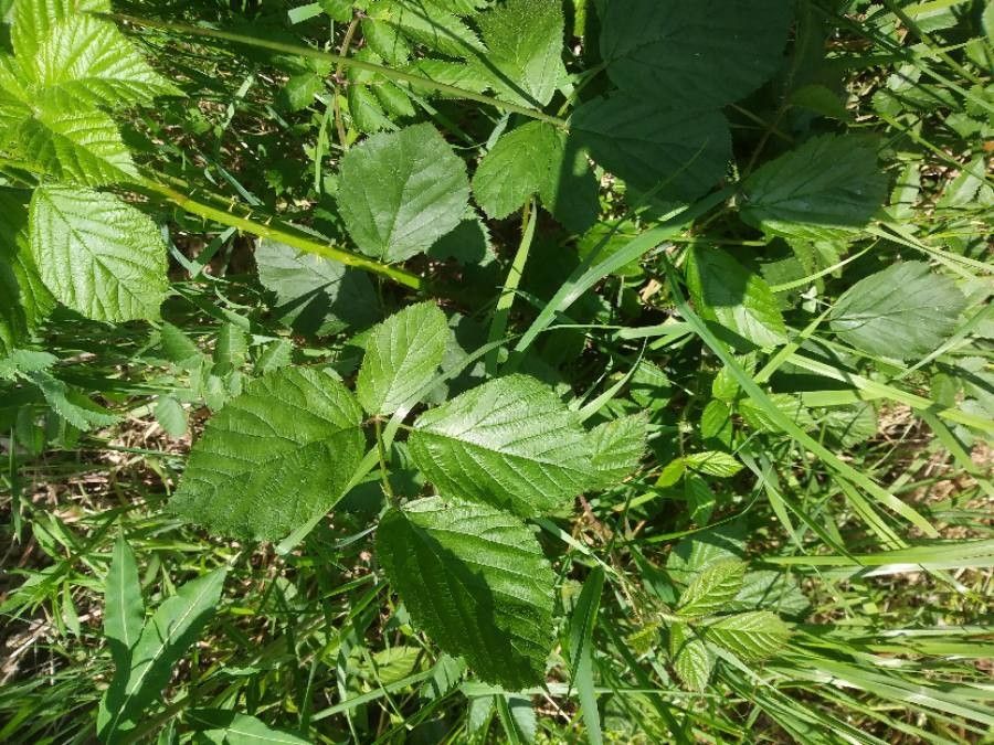 Rubus macrophyllus flower