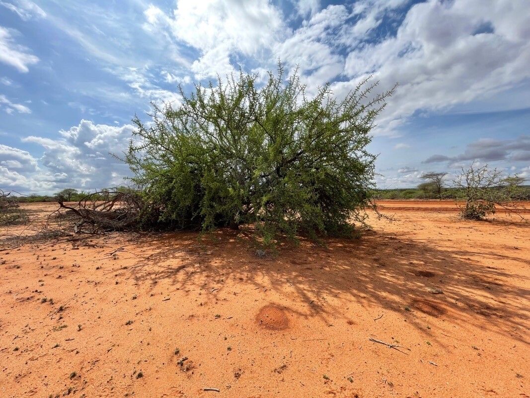 Commiphora kua habit