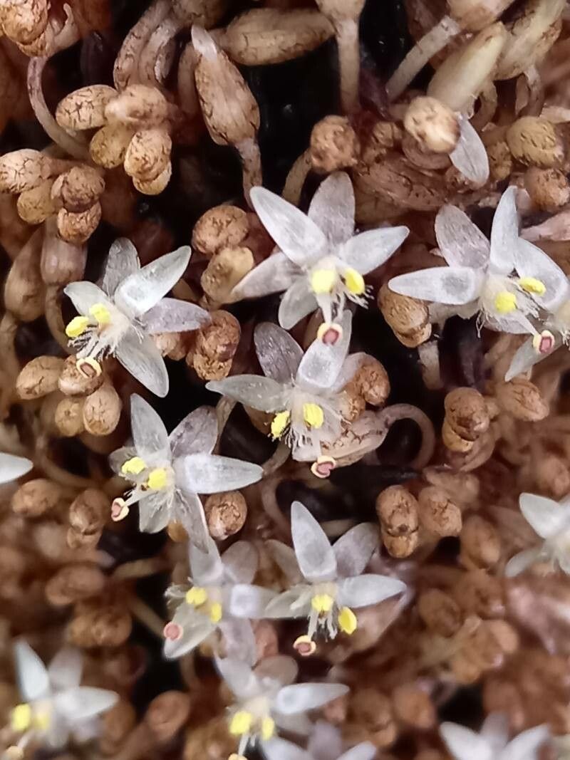 Palisota pynaertii flower