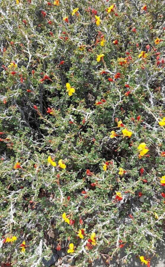 Hoffmannseggia pumilio habit