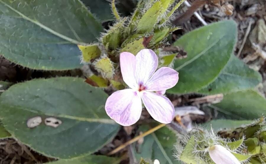 Stenandrium dulce flower