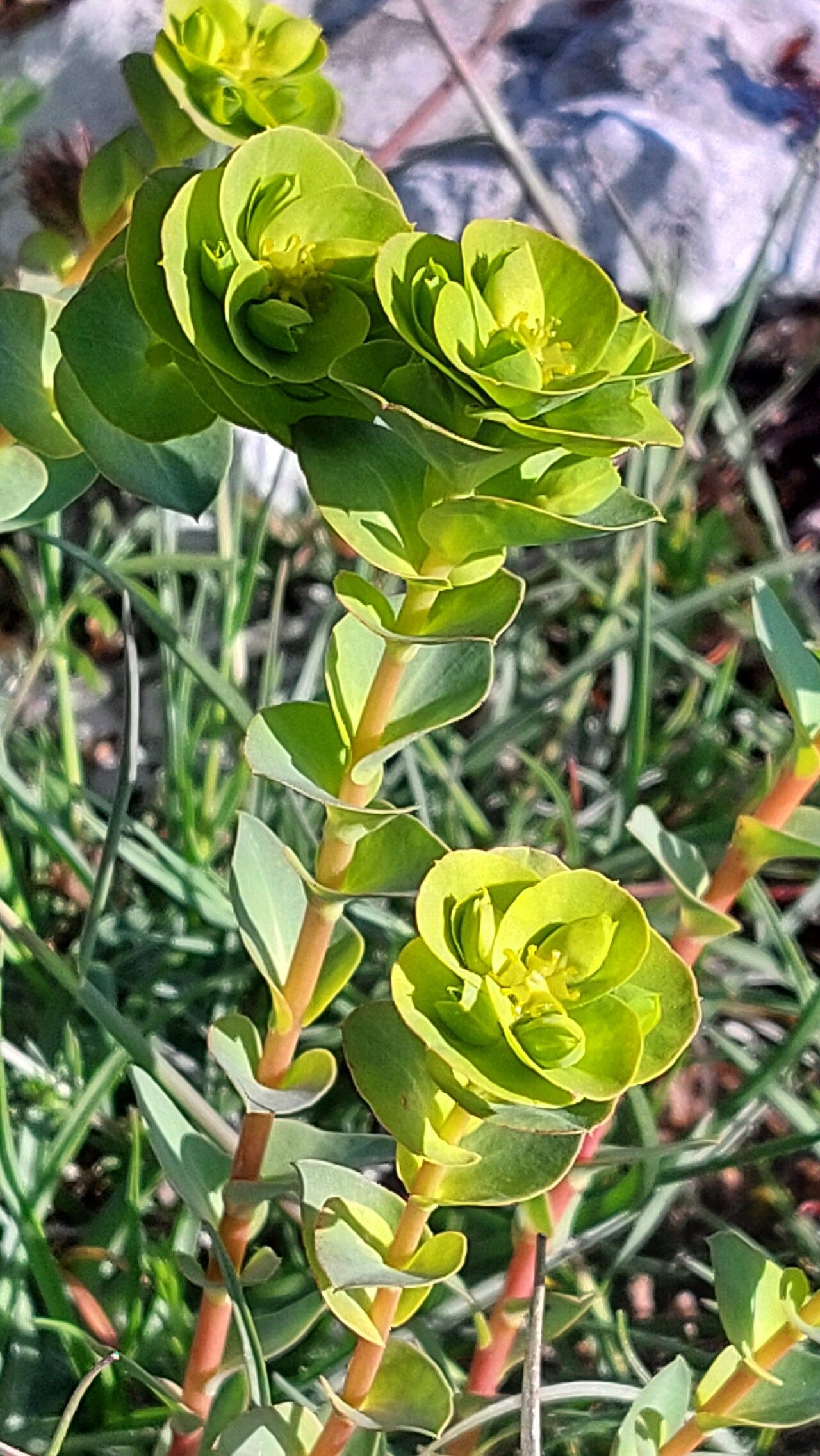 Euphorbia barrelieri — houseplant care guide