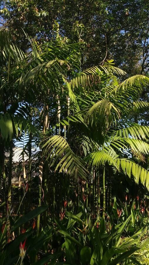 Chamaedorea costaricana habit