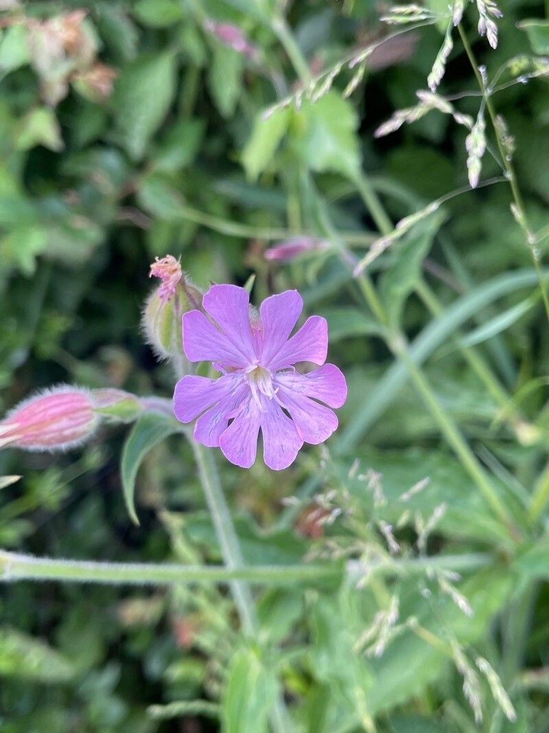 Silene × hampeana flower
