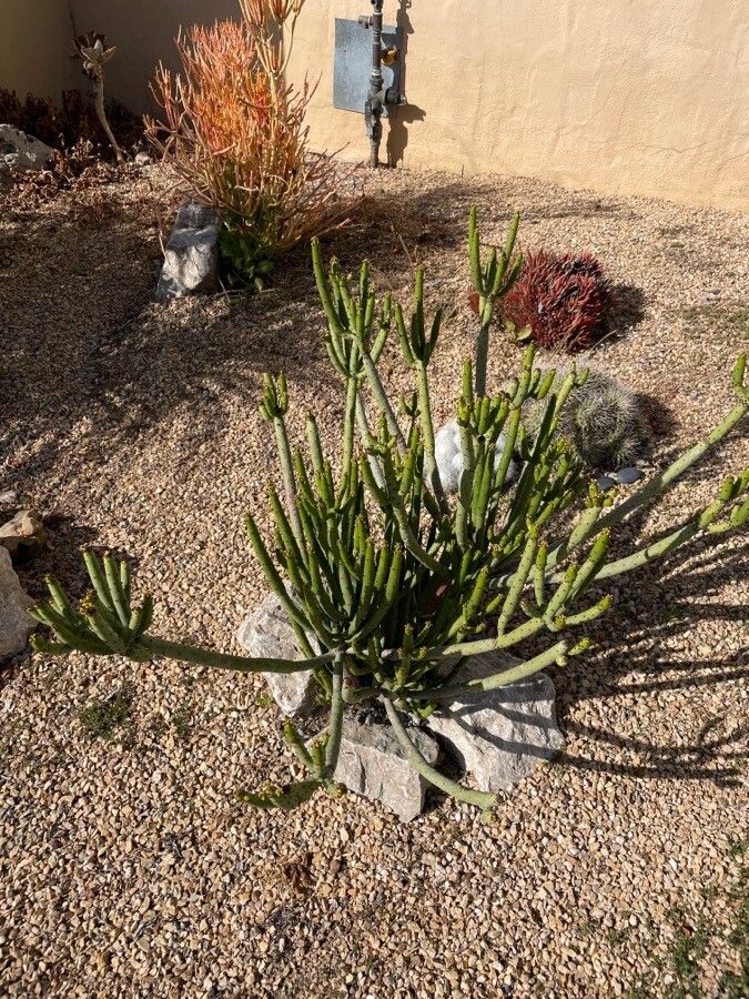 Euphorbia alluaudii habit