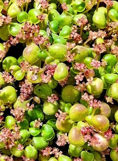 Pilea serpyllacea flower