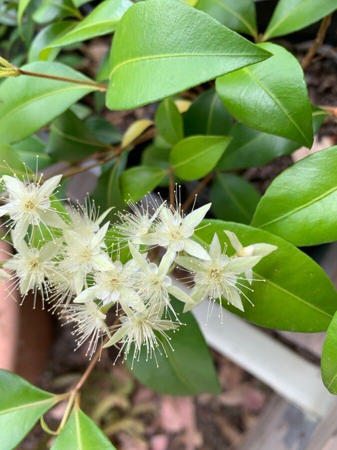 Backhousia myrtifolia flower