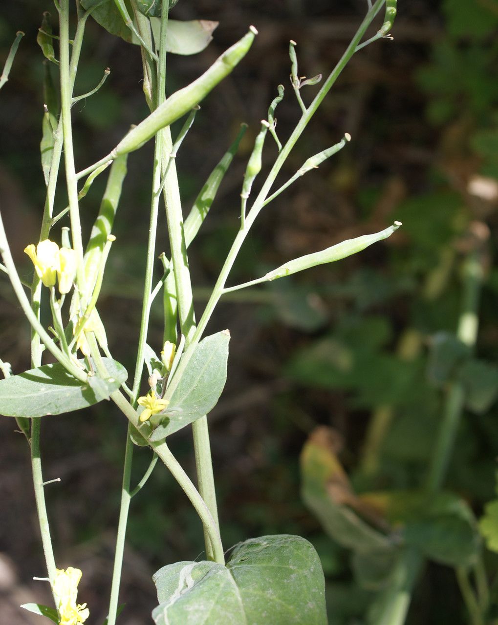 Conringia orientalis fruit