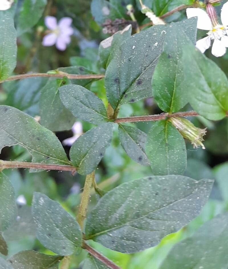 Cuphea ingrata — search result for 'Cuphea'