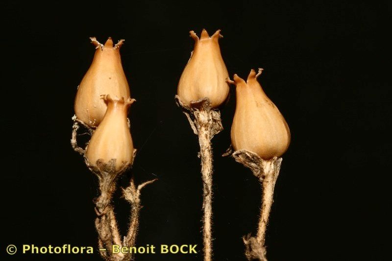 Silene viridiflora fruit