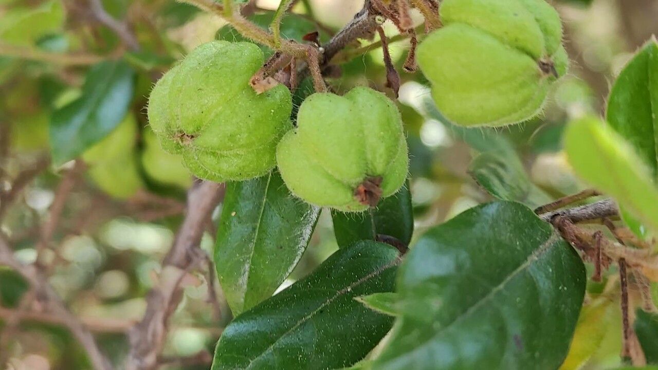 Diospyros whyteana fruit