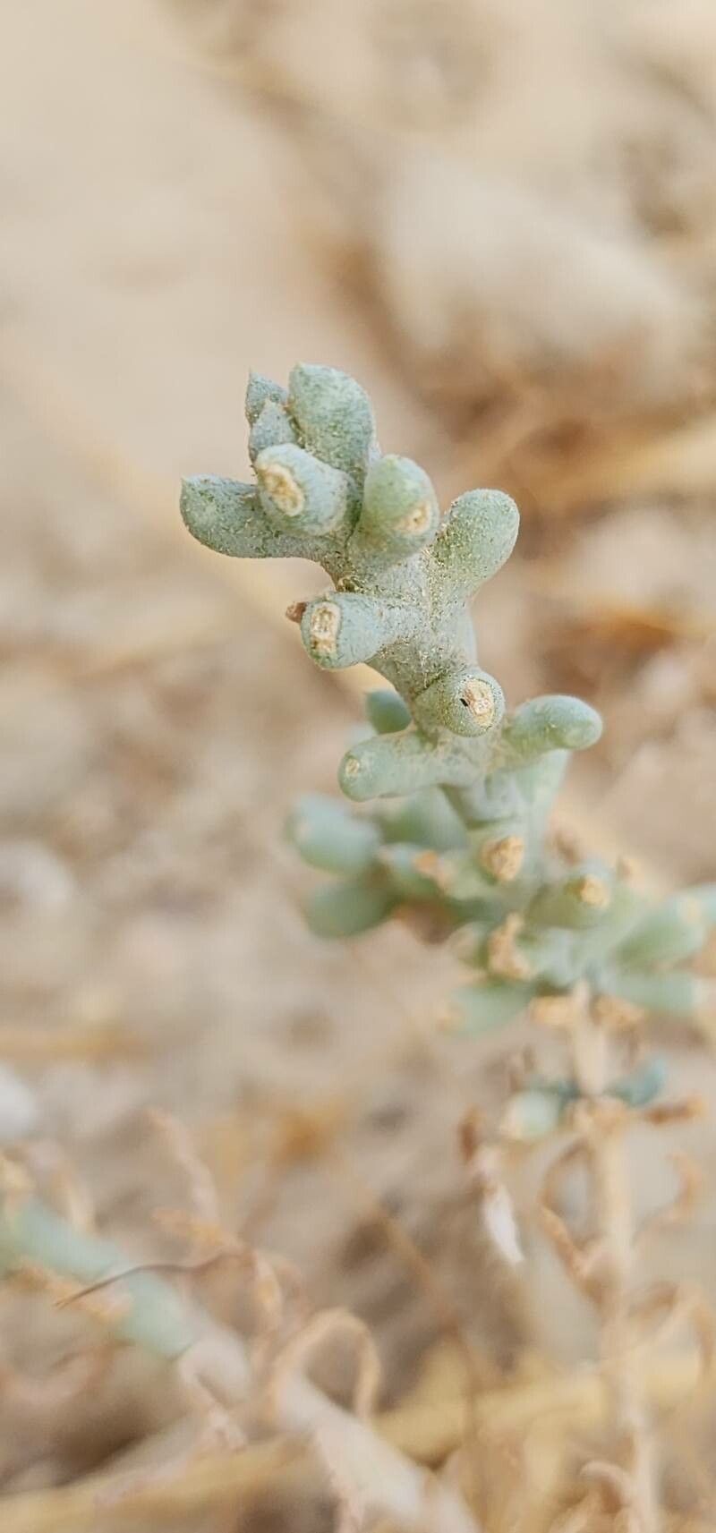 Caroxylon incanescens — related species from the same genus