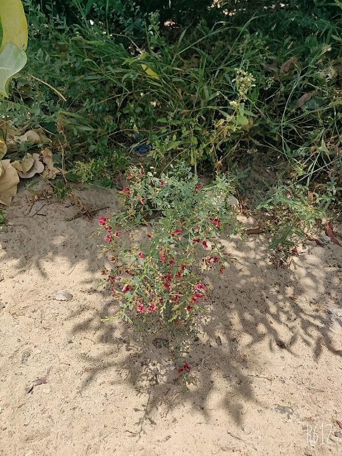 Alhagi graecorum flower