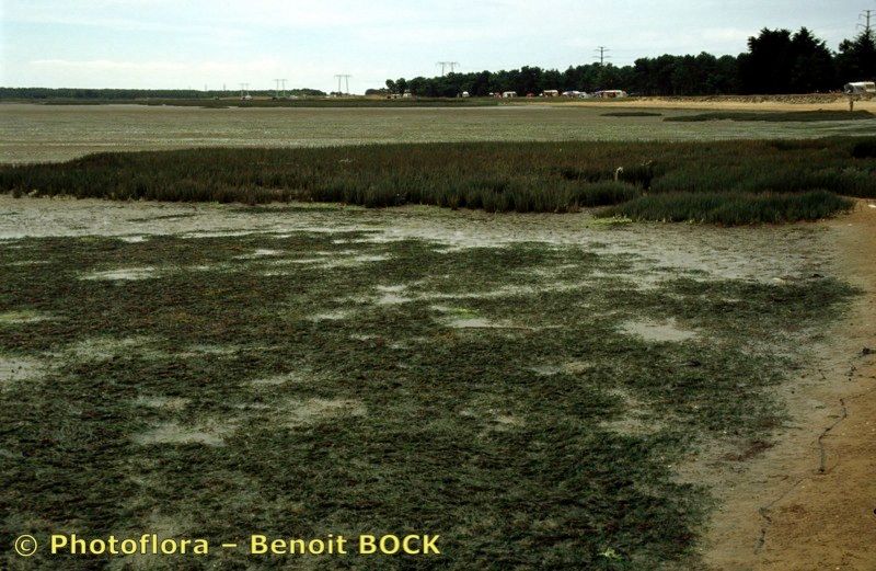 Zostera noltei habit