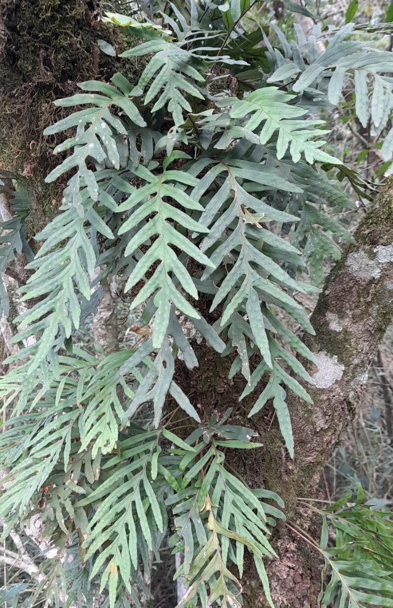 Pleopeltis pleopeltifolia habit