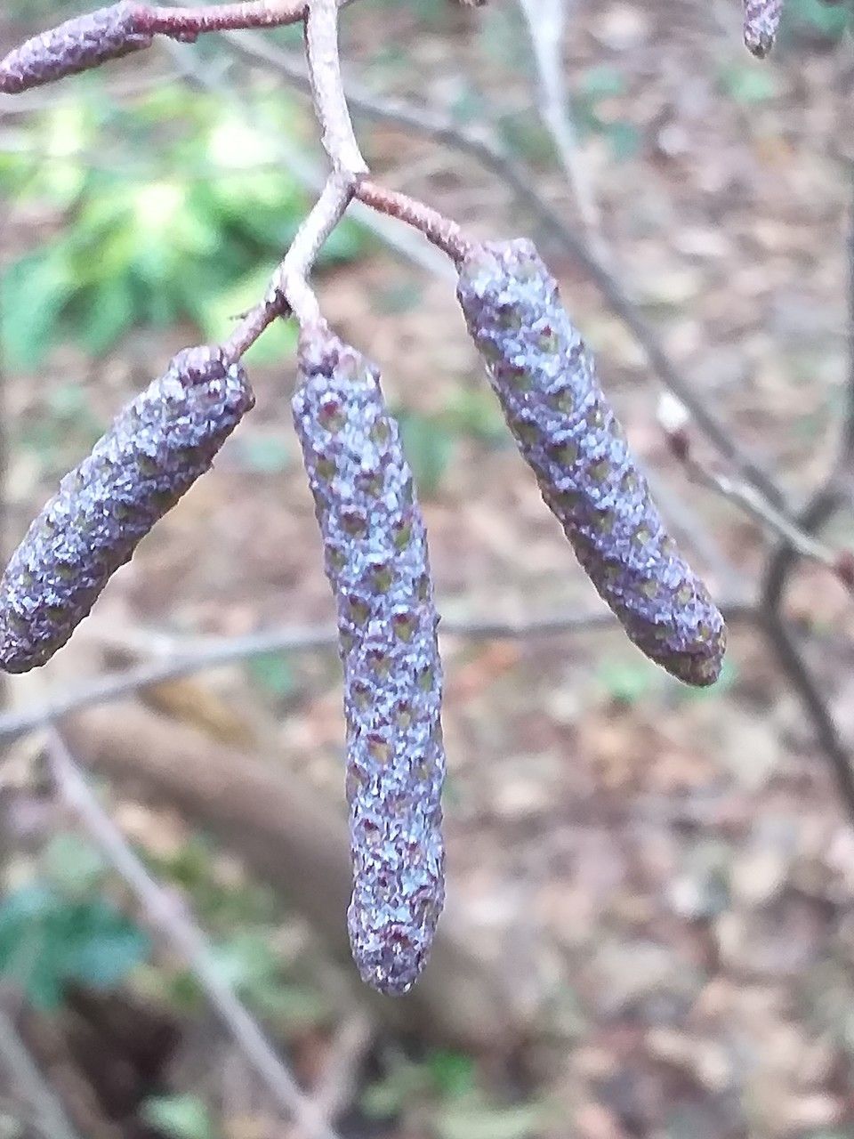 Alnus serrulata flower