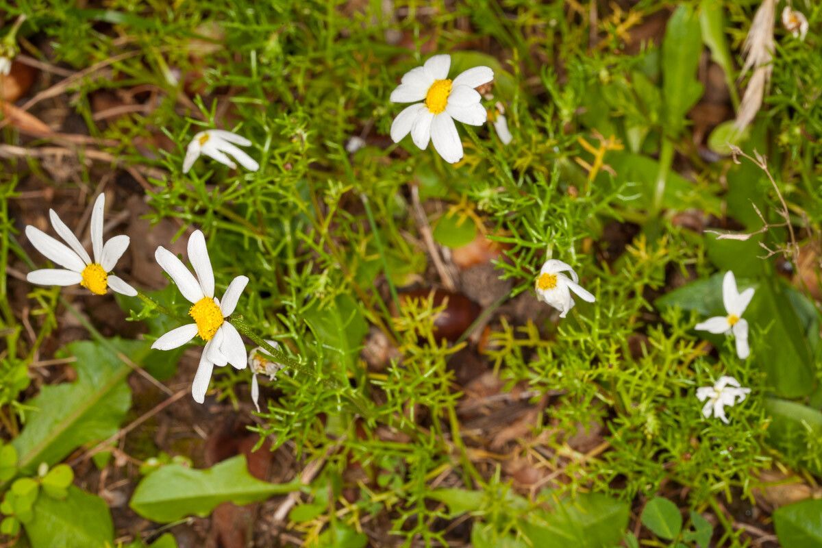 Chamaemelum fuscatum flower