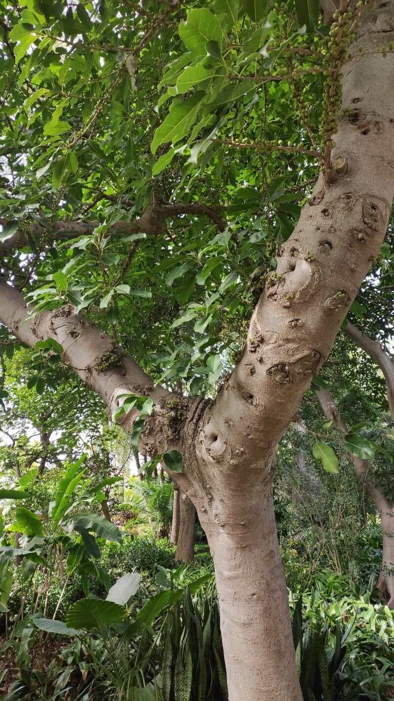Ficus superba bark