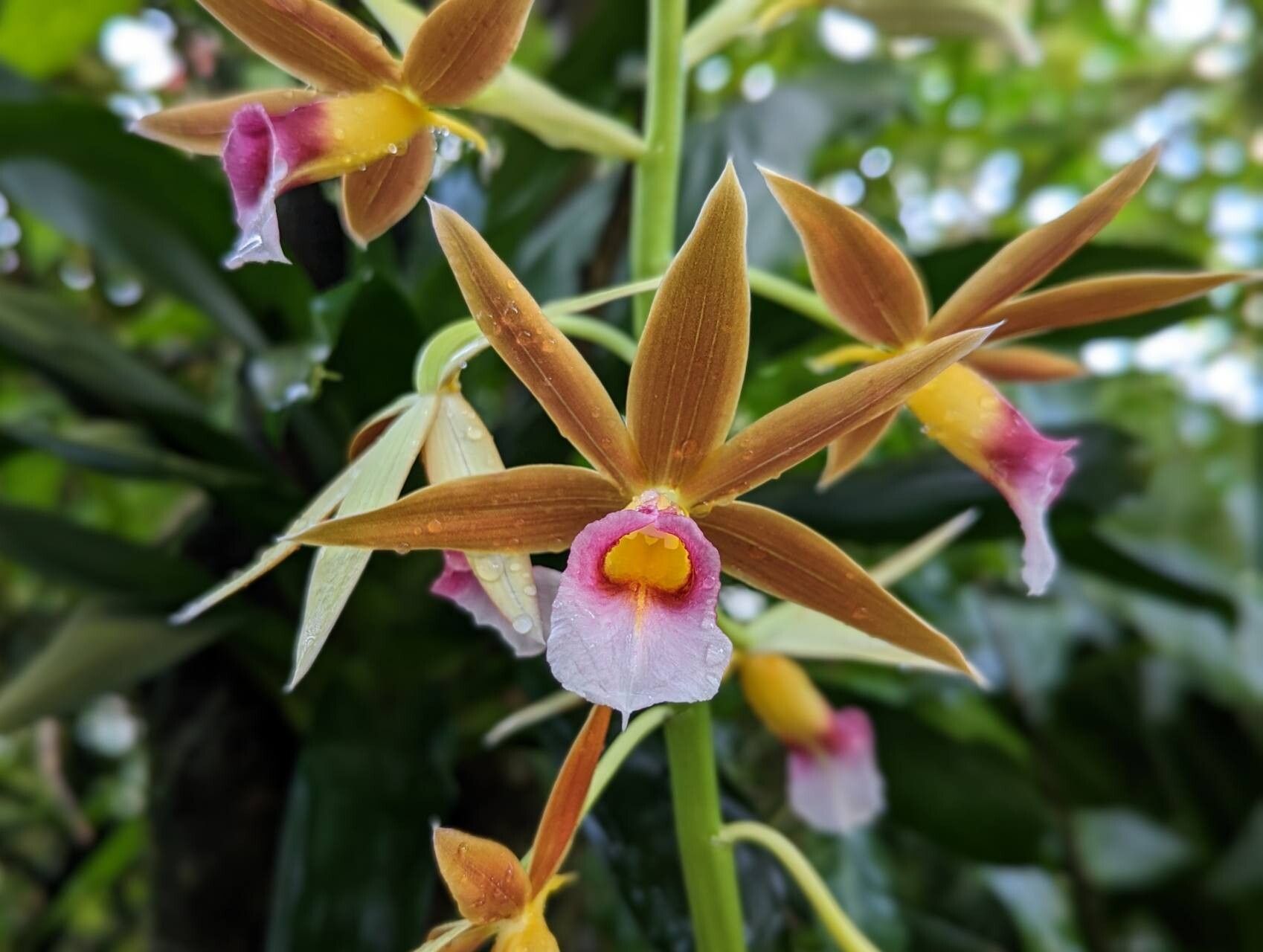Calanthe tankervilleae flower