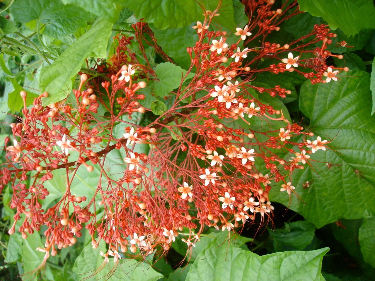 Clerodendrum x speciosum flower