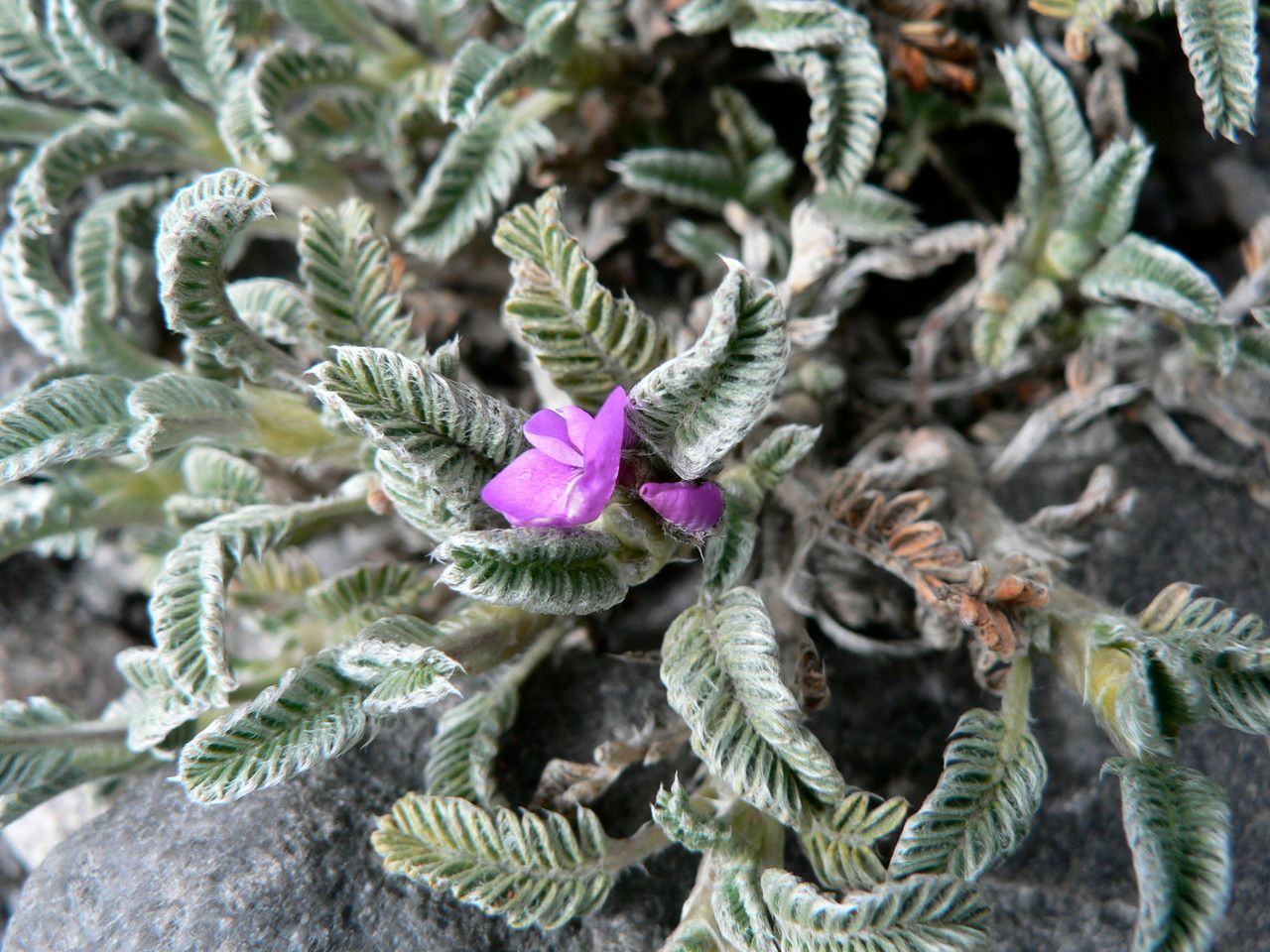 Astragalus geminiflorus — houseplant care guide