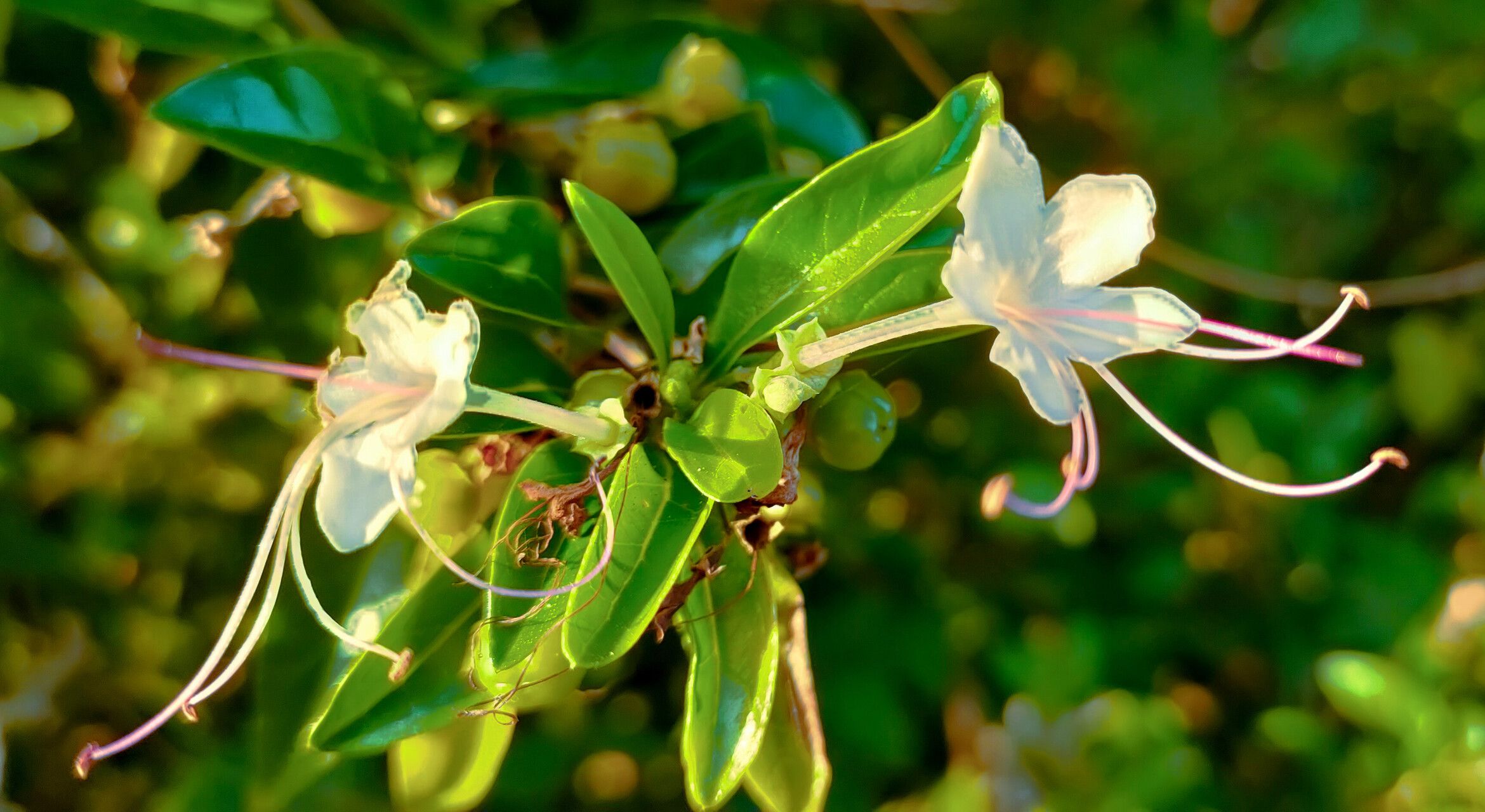 Volkameria aculeata flower