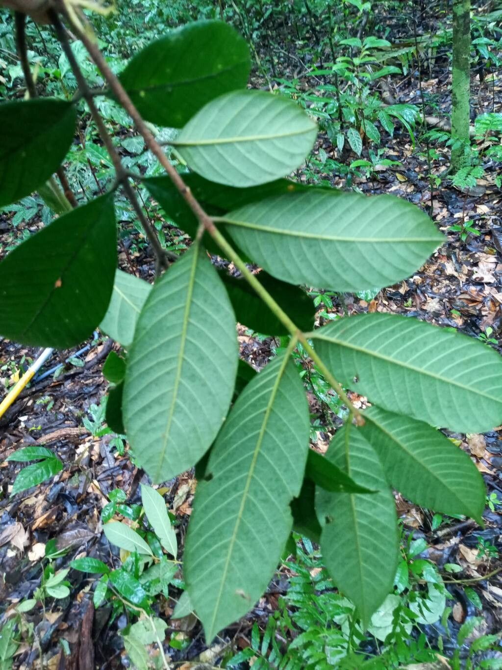 Guarea carinata leaf