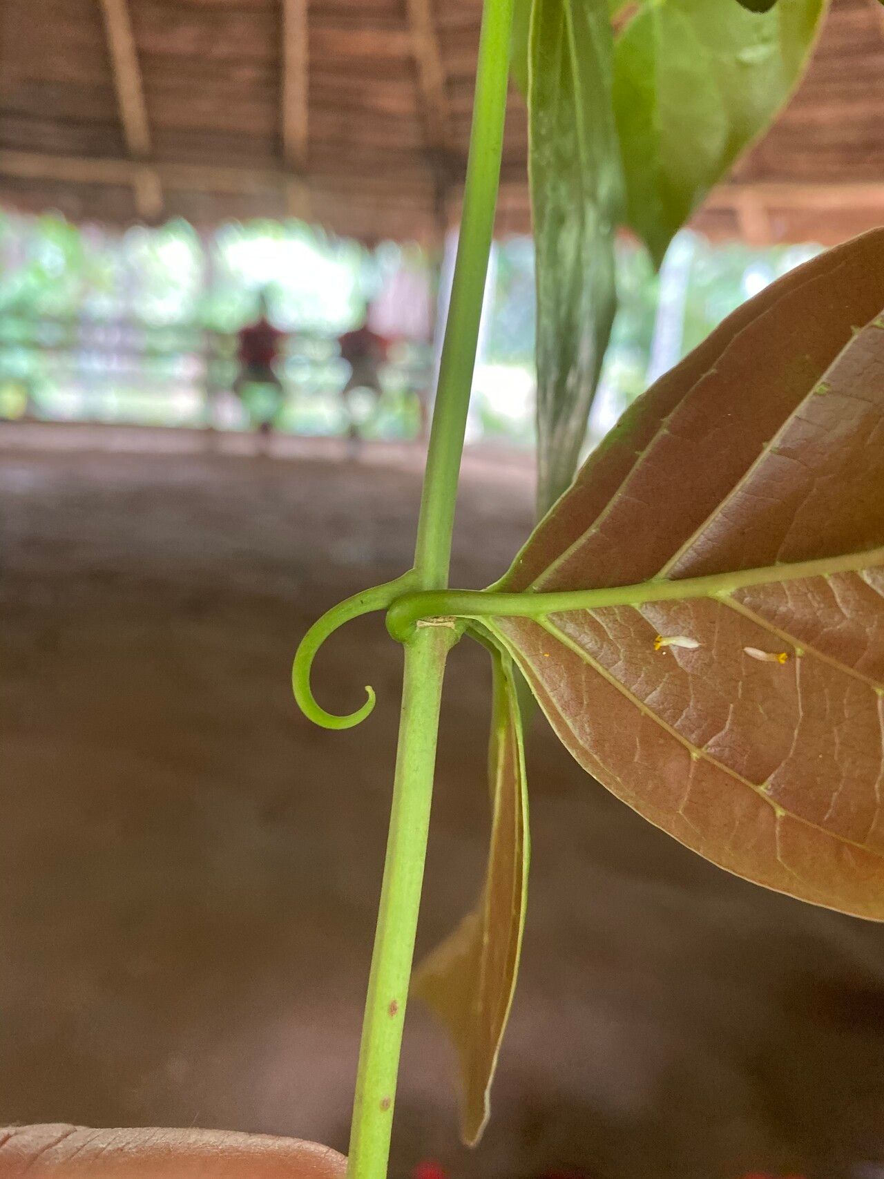 Uncaria guianensis bark