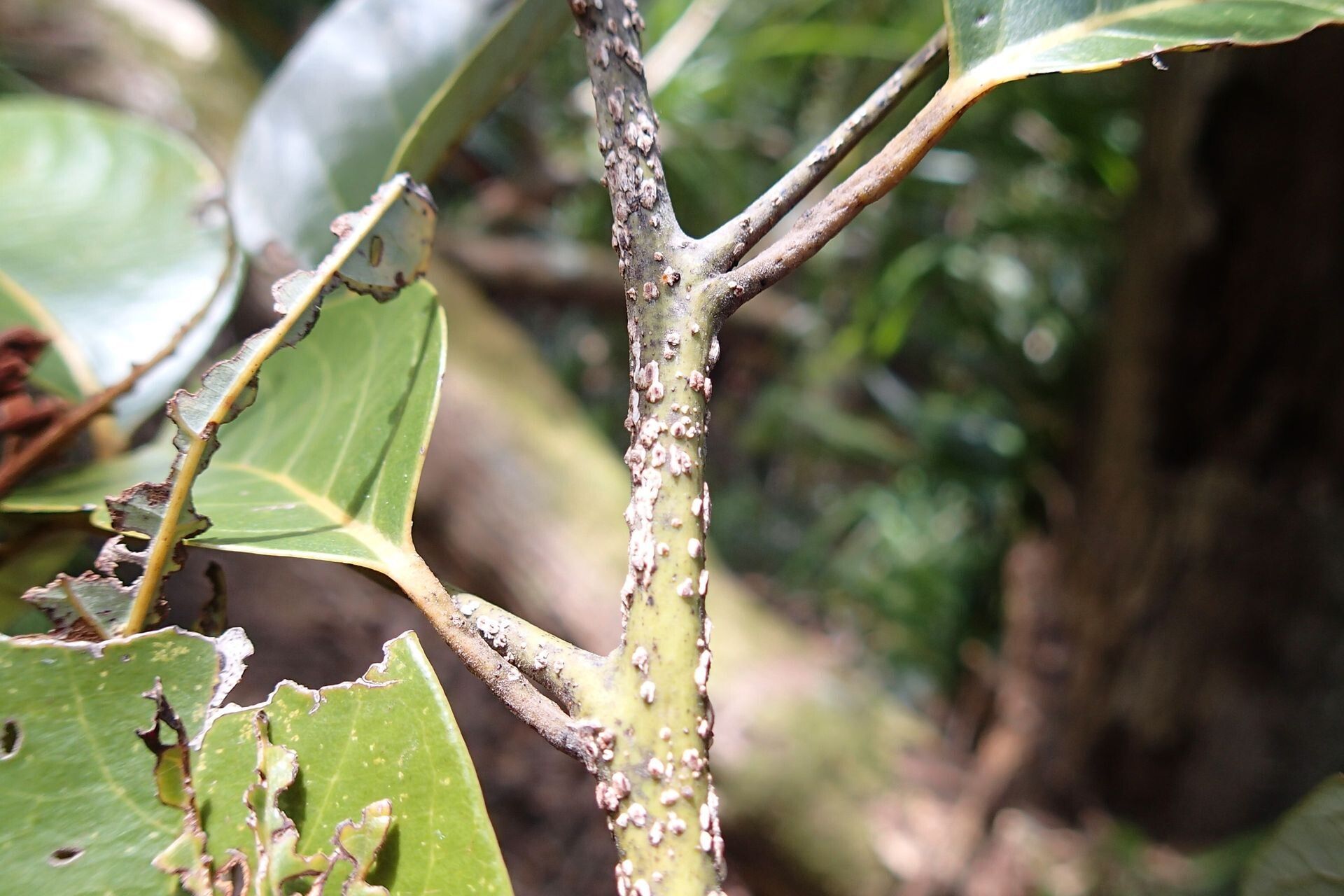 Cryptocarya pluricostata bark