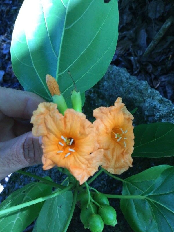 Cordia subcordata flower