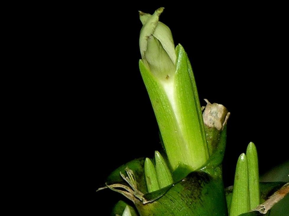 Goeppertia venusta bark