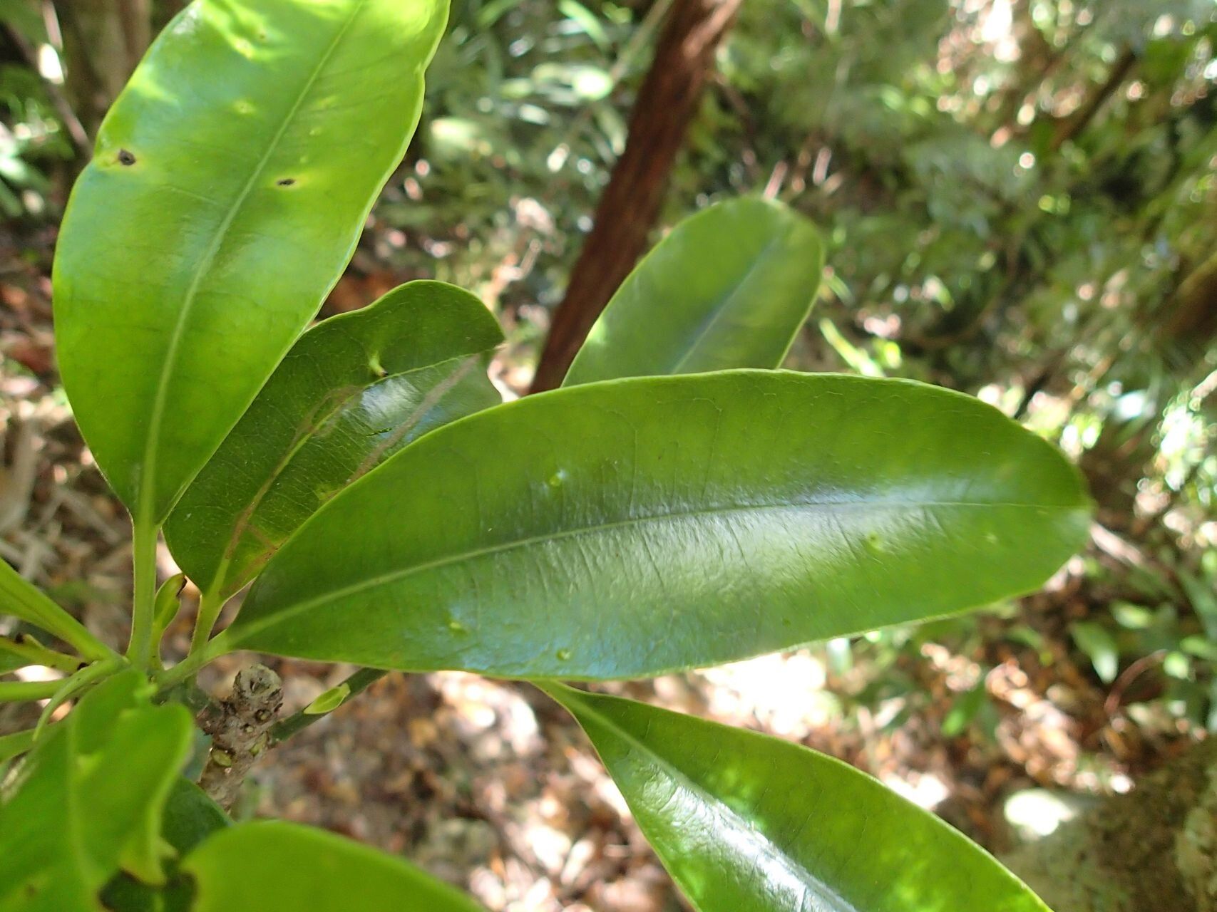 Baloghia montana leaf