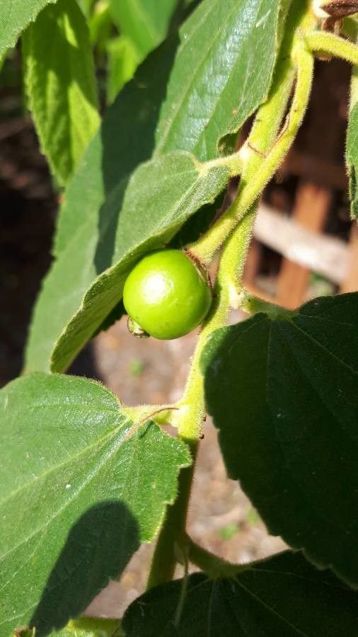 Muntingia calabura fruit